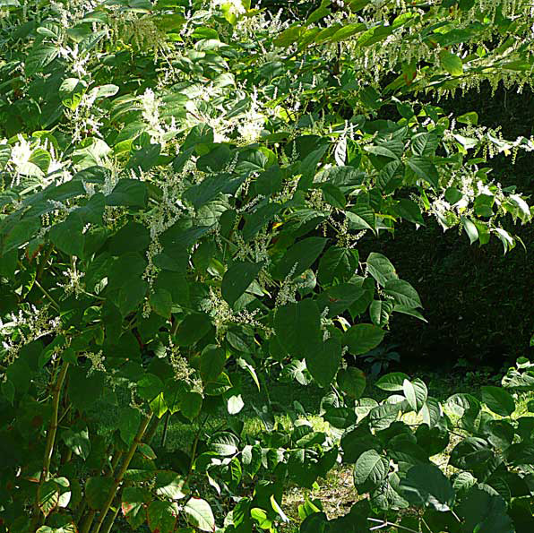 2-13-3-reno-un-jardin-philosophe 