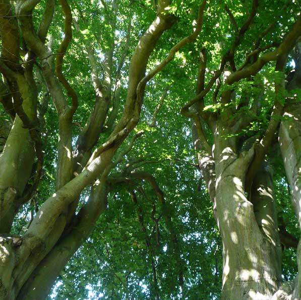 2-8-1-vou-un-jardin-philosophe