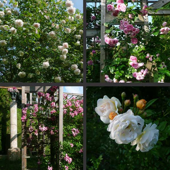 Roses grimpantes