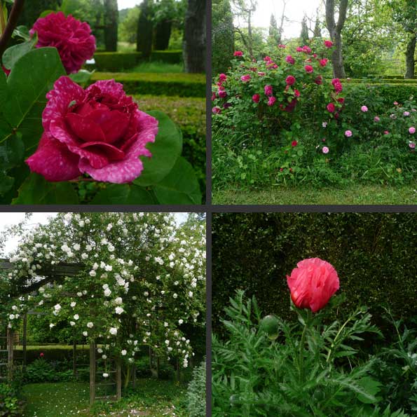 Roses