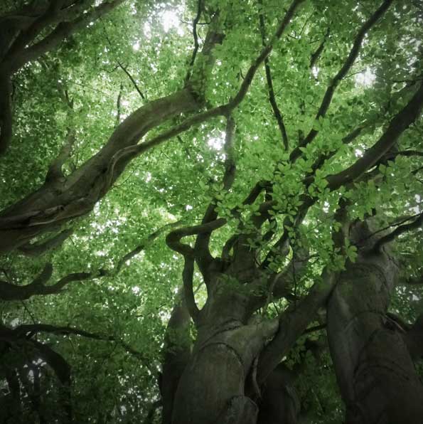 Les branches tentaculaires
